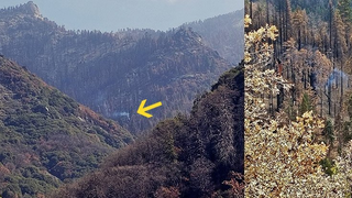 Este árbol de California se mantiene humeante desde los incendios forestales del verano de 2020